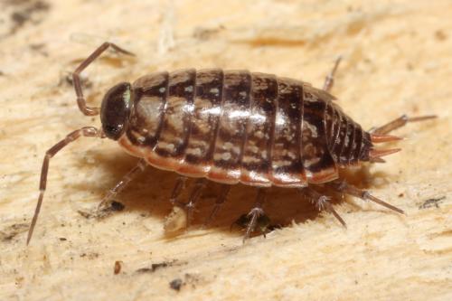 Philoscia muscorum