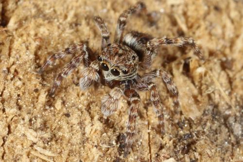 Réf. 99 221 : Attulus pubescens