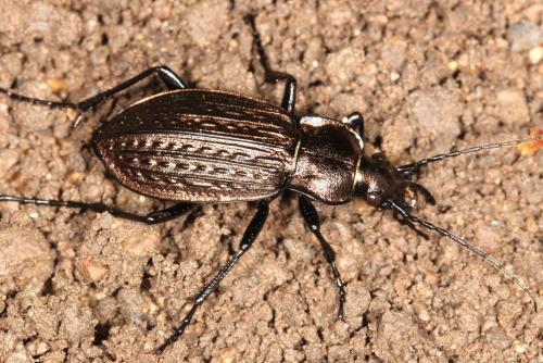 Carabus granulatus