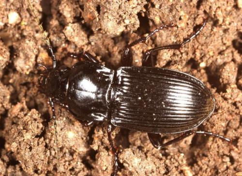 Réf. 99 348 : Abax parallelus