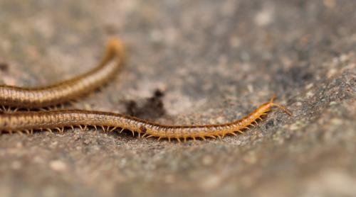 Henia vesuviana