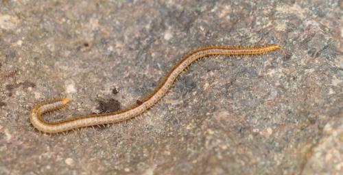 Henia vesuviana