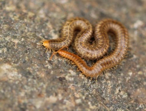 Henia vesuviana