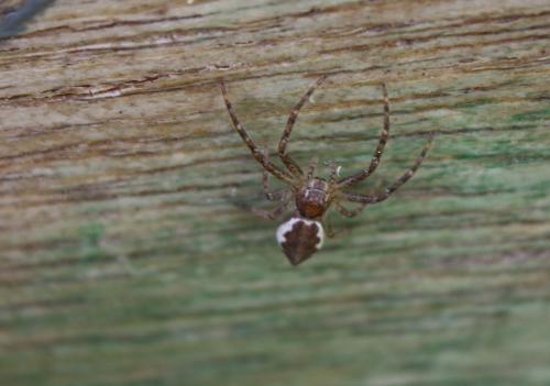 Réf. 99 515 : Tmarus sp.