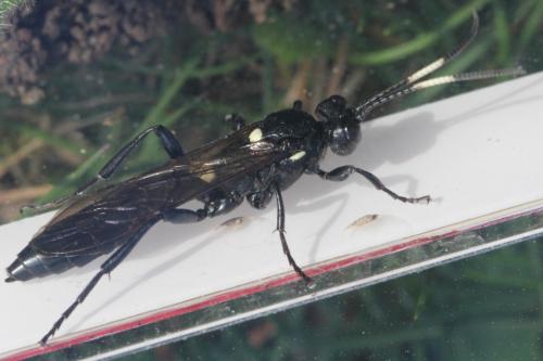 Réf. 99 558 : Ichneumon lugens