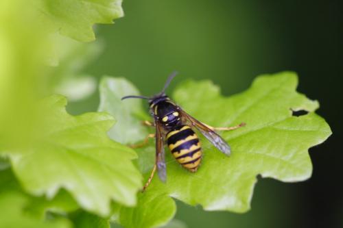 Dolichovespula sylvestris