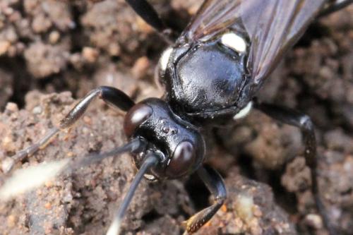 Réf. 99 559 : Ichneumon lugens