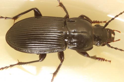 Réf. 99 359 : Abax parallelus