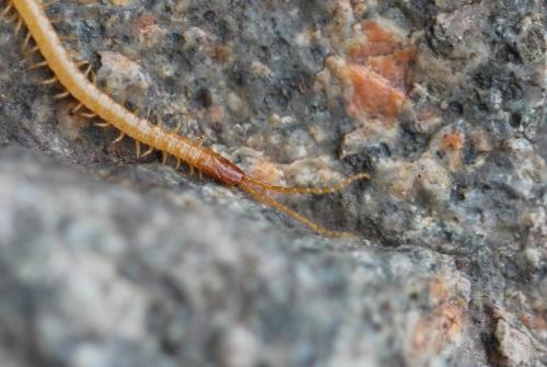 Réf. 99 206 : Geophilus flavus