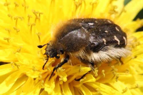 Réf. 99 470 : Tropinota hirta