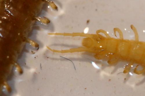 Réf. 99 245 : Geophilus flavus