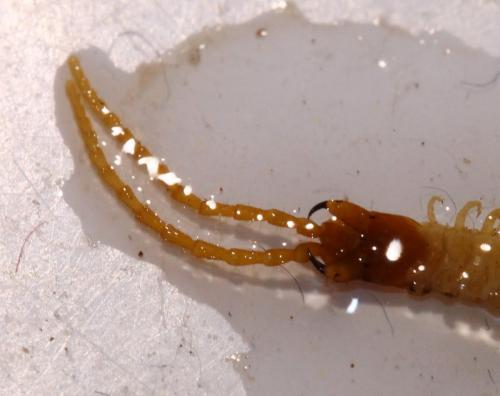 Geophilus flavus