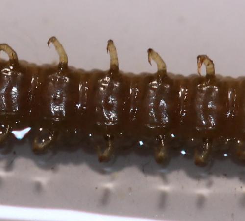 Geophilus flavus