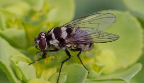 Réf. 99 854 : Limnophora obsignata