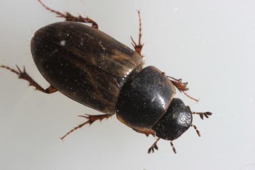 Réf. 99 562 : Melinopterus prodromus