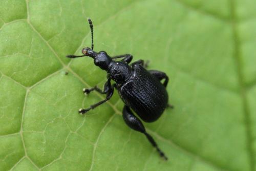 Deporaus betulae