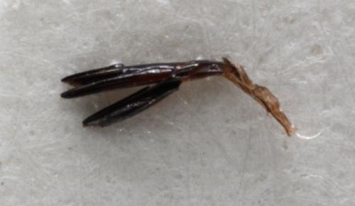 Agrilus sp.