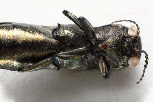 Agrilus sp.