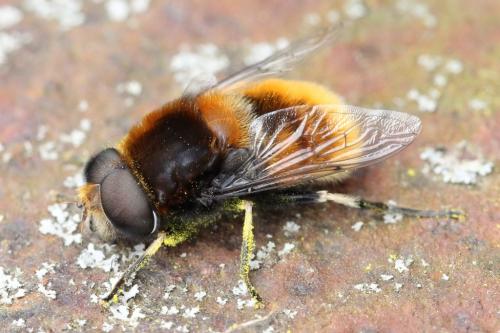 Réf. 99 713 : Eristalis intricaria