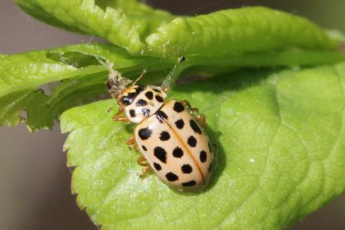 Anisosticta novemdecimpunctata