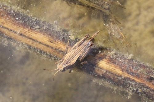 Réf. 99 666 : Tetrix subulata