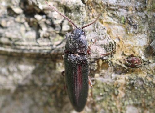 Melanotus sp.