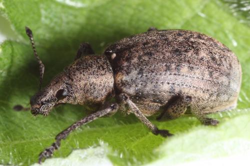 Réf. 99 774 : Liophloeus tessulatus