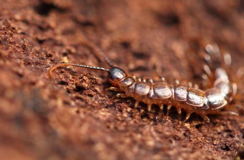 Lithobius agilis