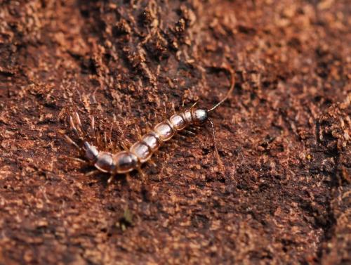 Lithobius agilis