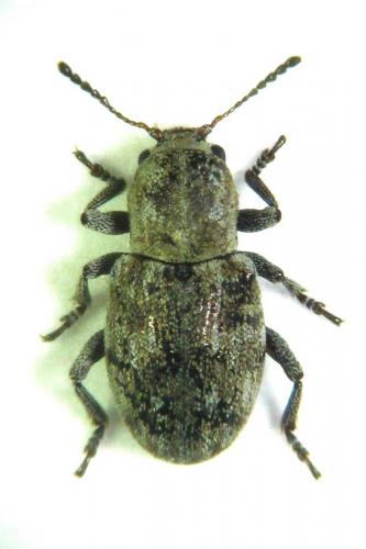 Pachnephorus tessellatus