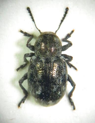 Pachnephorus pilosus