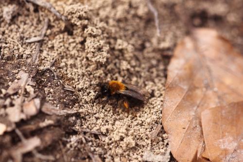 Réf. 99 568 : Andrena clarkella