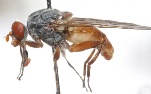 Brachyopa bicolor