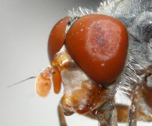 Brachyopa bicolor