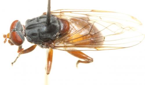 Brachyopa bicolor