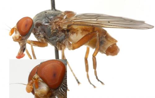 Réf. 99 949 : Brachyopa scutellaris