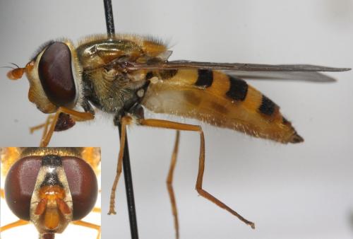 Réf. 99 766 : Epistrophe nitidicollis