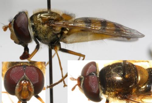 Réf. 99 767 : Epistrophe nitidicollis