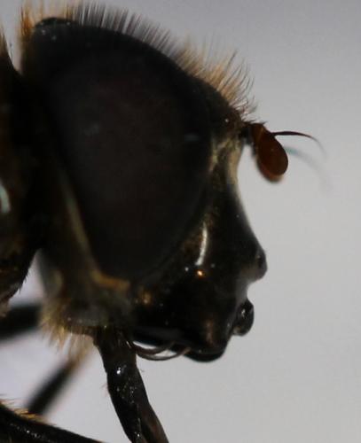 Réf. 99 789 : Cheilosia chloris