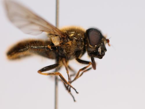 Réf. 99 790 : Cheilosia chloris