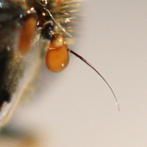 Réf. 99 791 : Cheilosia chloris