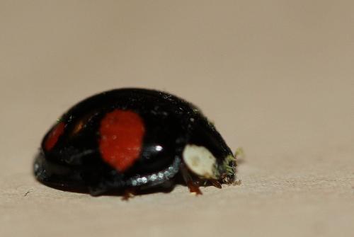 Harmonia axyridis