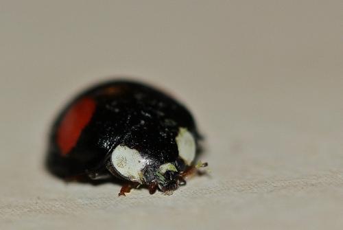 Harmonia axyridis