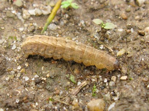 Hoplodrina ambigua