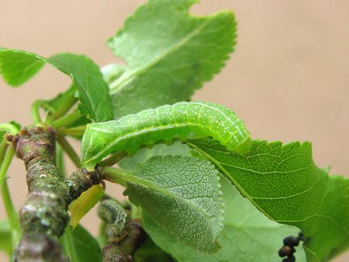 Amphipyra pyramidea