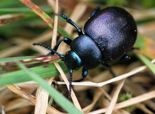 Timarcha goettingensis