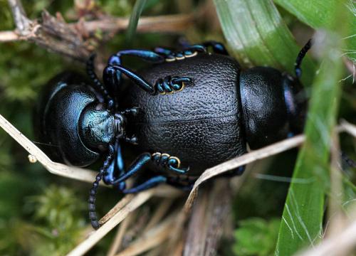 Réf. 99 068 : Timarcha goettingensis