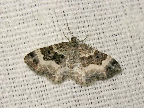 Epirrhoe alternata