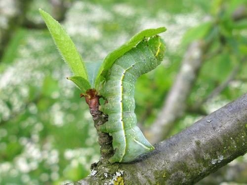 Amphipyra pyramidea