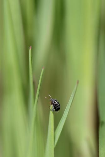 Réf. 99 821 : Bruchus sp.
